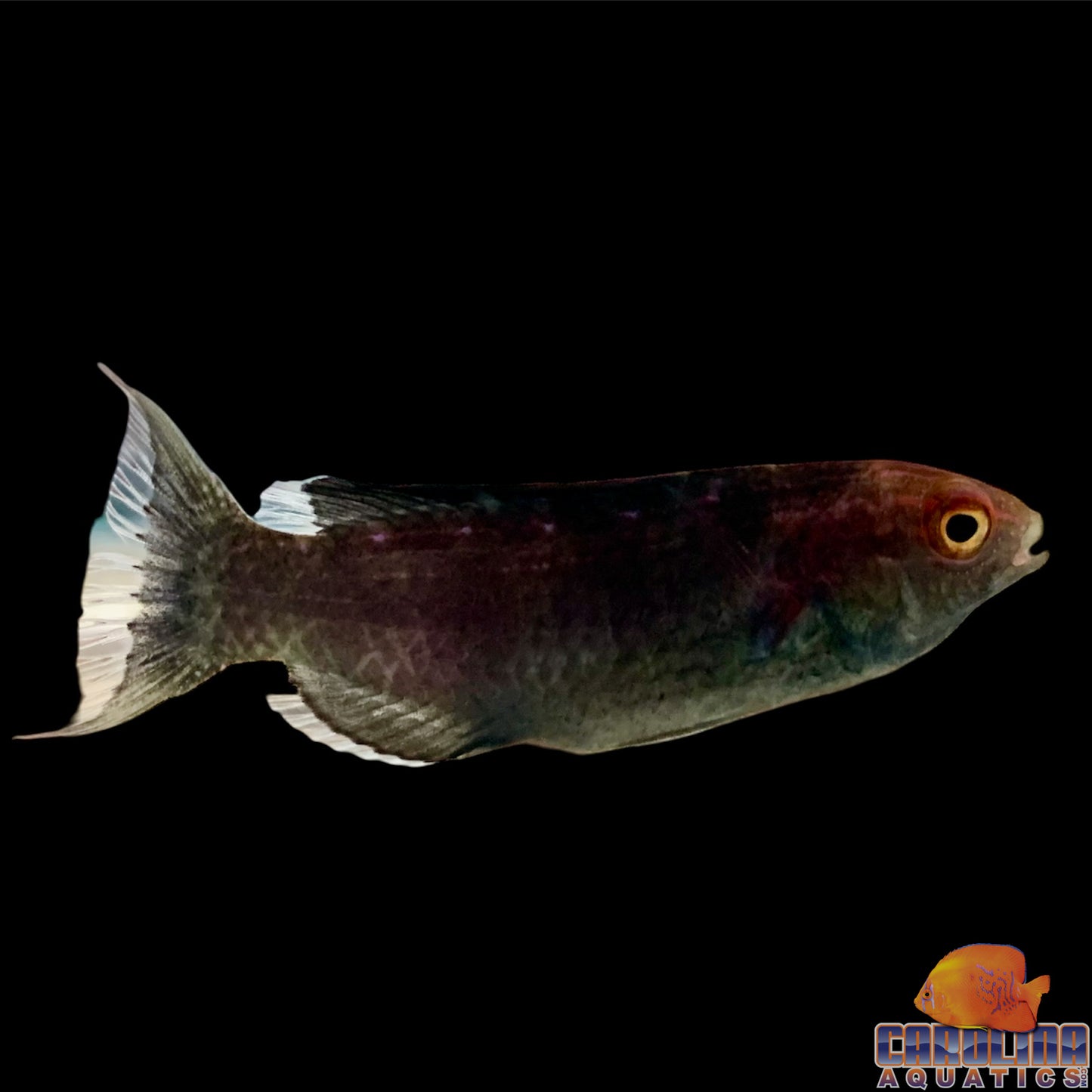 Wrasse - Fairy Brunneus