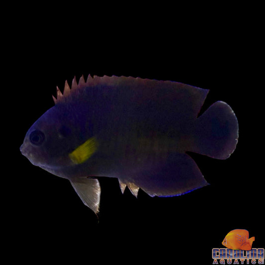 Angel - Yellowfin Sm/Md