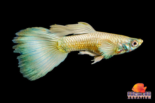 Guppy - Miracle Platinum