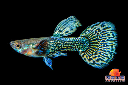 Guppy - Blueberry