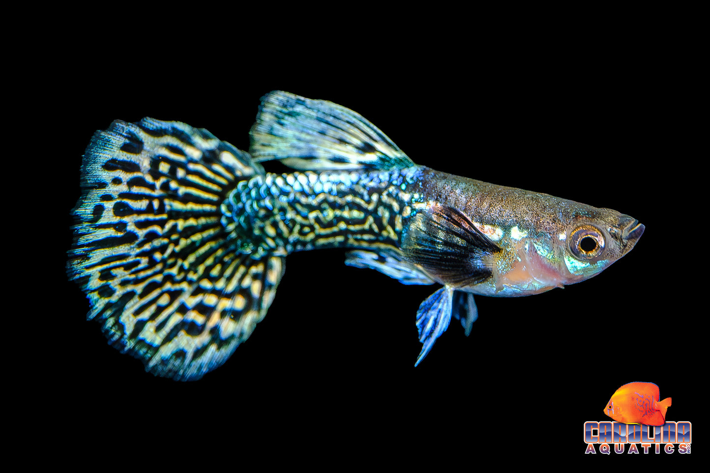 Guppy - Blueberry