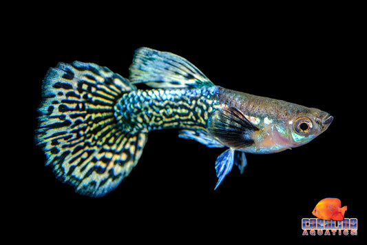 Guppy - Blueberry