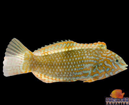 Wrasse - Ornate