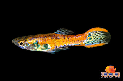 Guppy - Endler Red Tiger