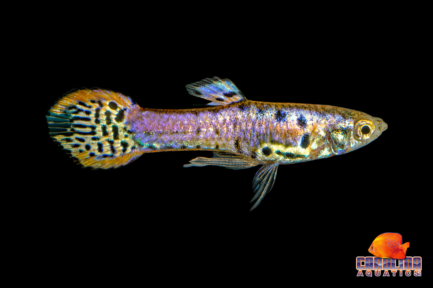 Guppy - Endler Red Tiger