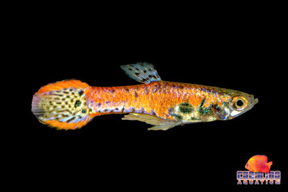 Guppy - Endler Red Tiger