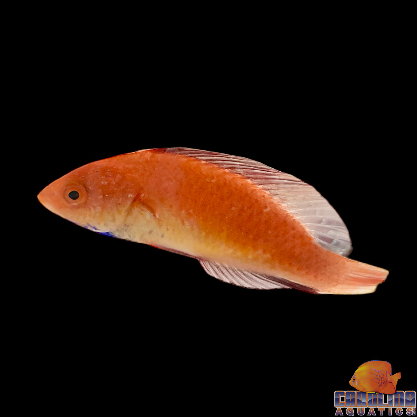 Wrasse - Fairy Rubripinnis