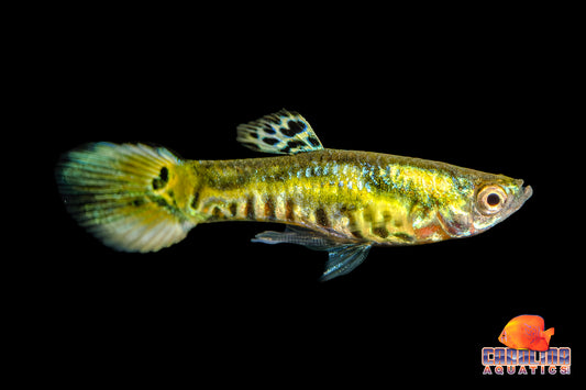 Guppy - Endler Yellow Tiger