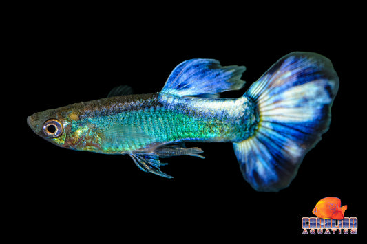 Guppy - Butterfly Blue