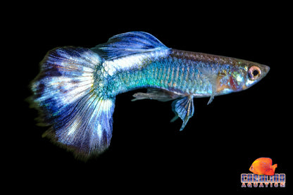 Guppy - Butterfly Blue