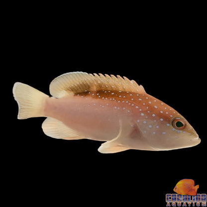 Grouper - Coney Juv Sm