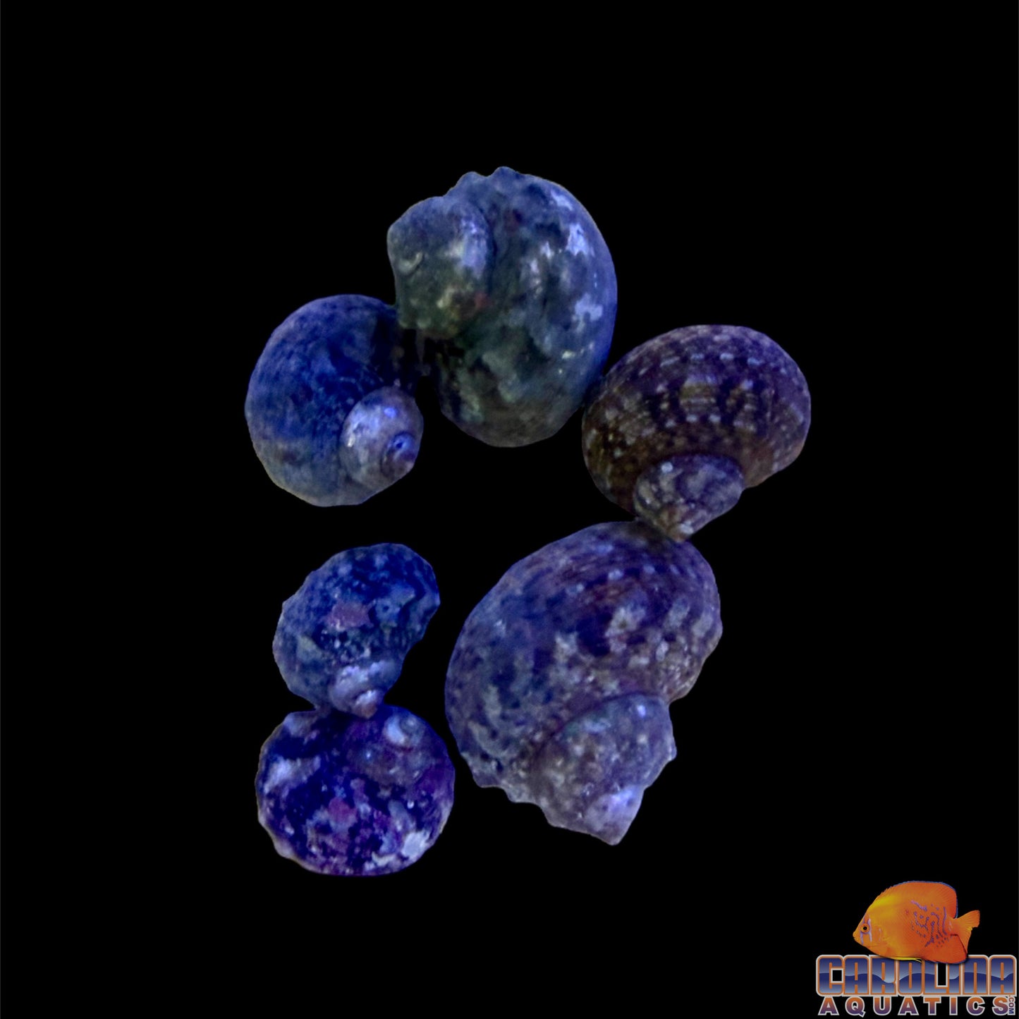 Snail - Turbo Mexican