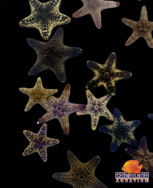 Starfish - Knobbly