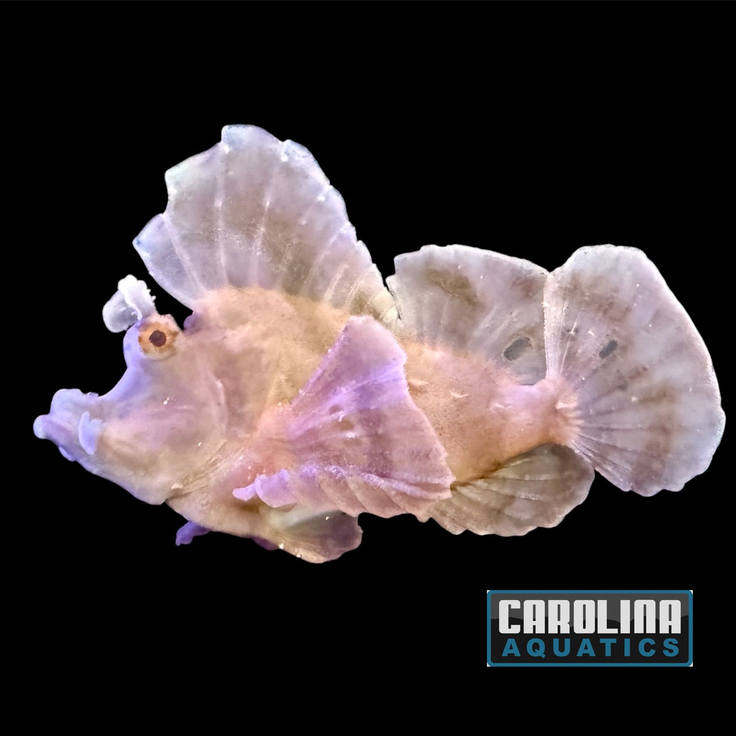 Scorpionfish - Goose XL WYSIWYG