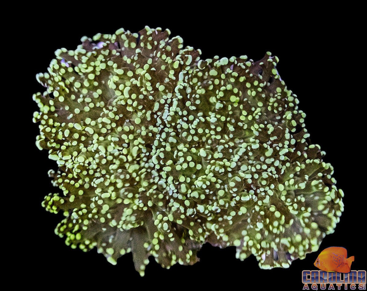 Frag - Octospawn Green