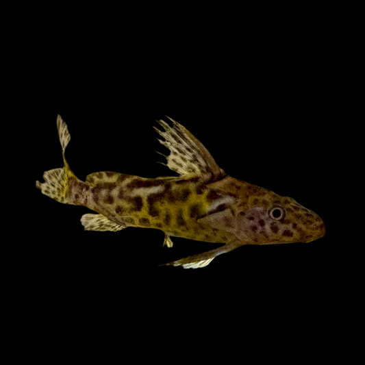 Catfish - Syno. Waterloti Lg