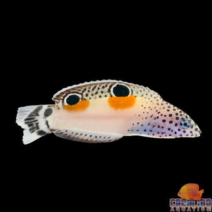 Wrasse - Coris Twinspot