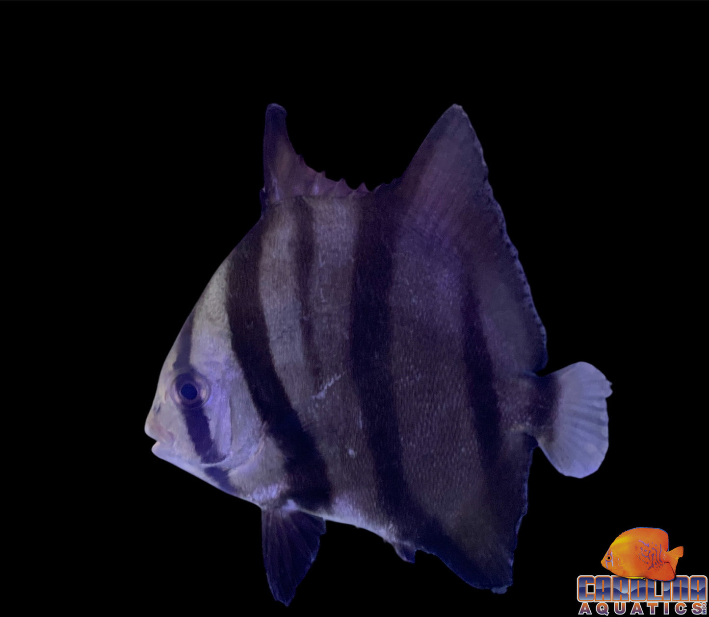 Spadefish