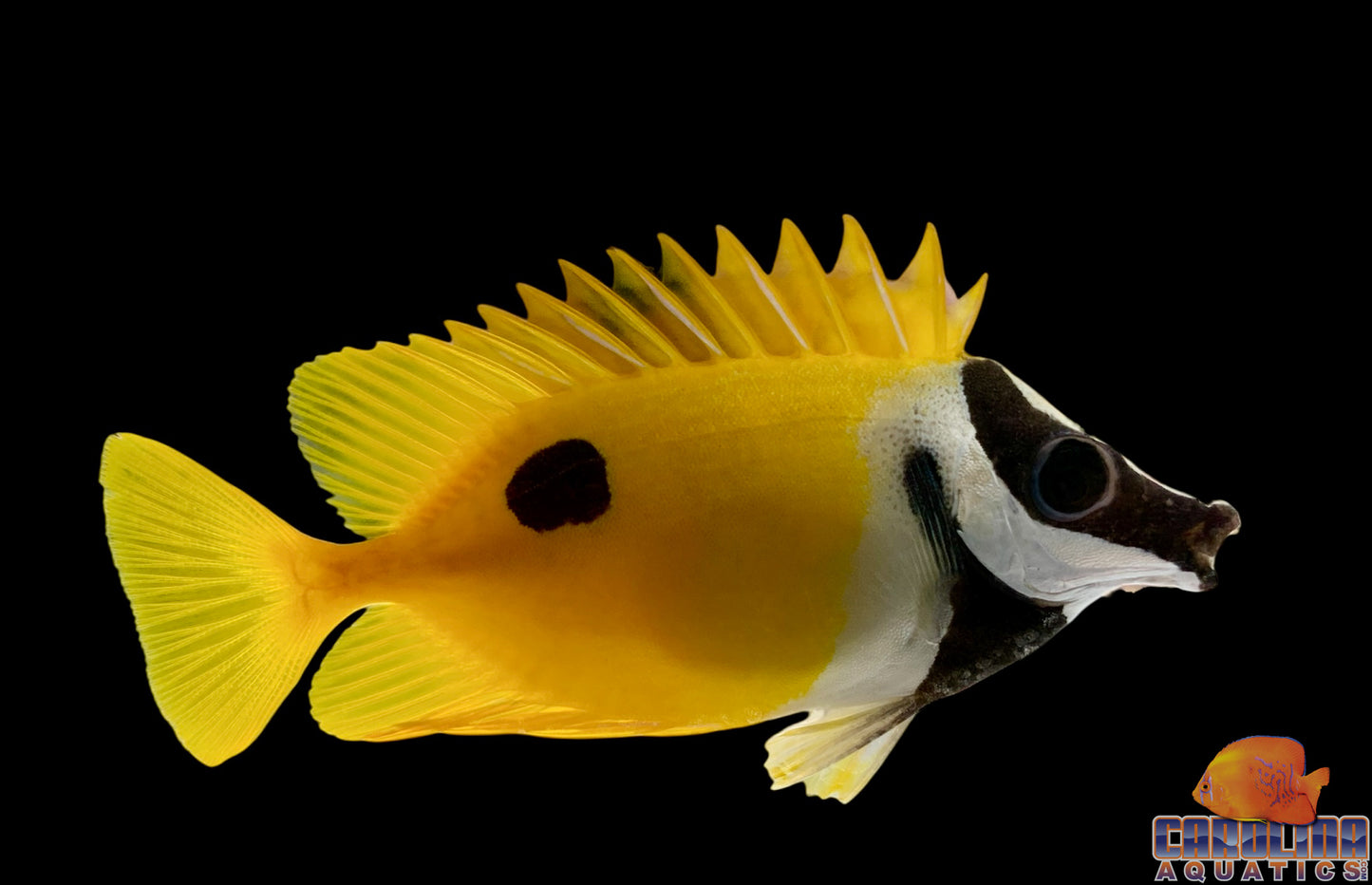 Foxface - Med