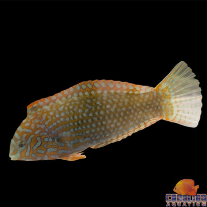 Wrasse - Ornate