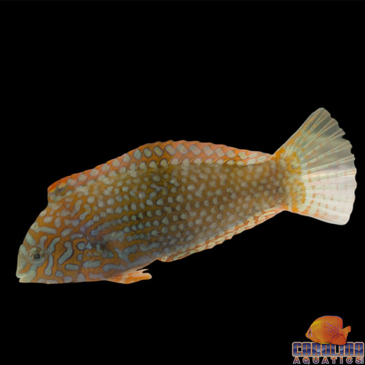 Wrasse - Ornate