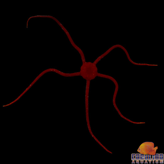Starfish - Serpent Red
