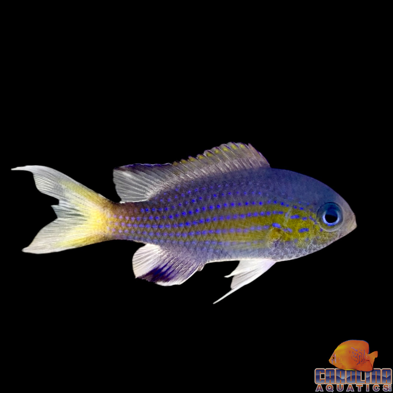 Chromis - Vanderbuilt