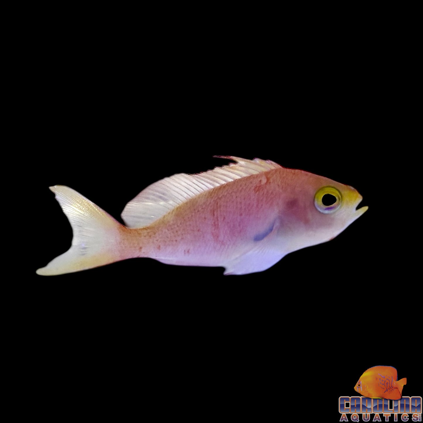 Anthias - Randall’s Female