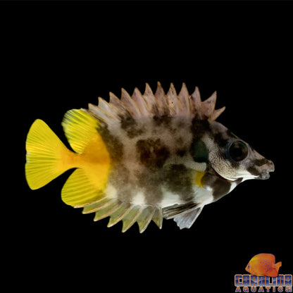 Foxface - Fiji Md