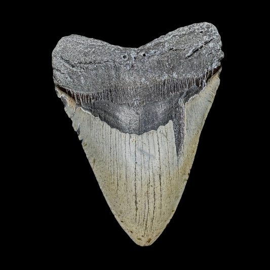 Megalodon Tooth