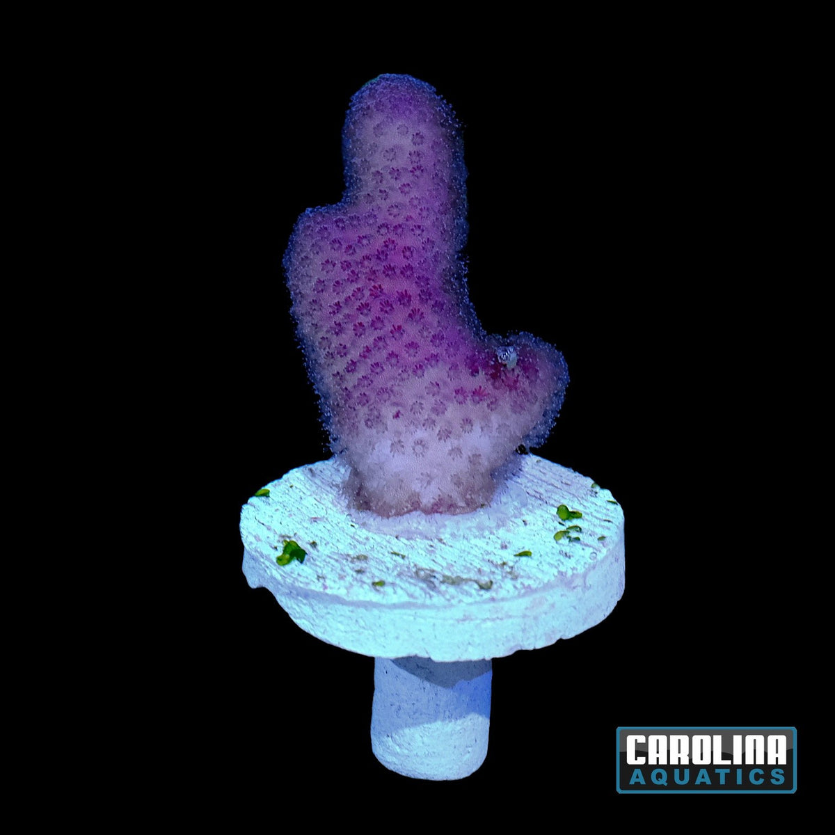 Frag - Stylophora Branching Fiji