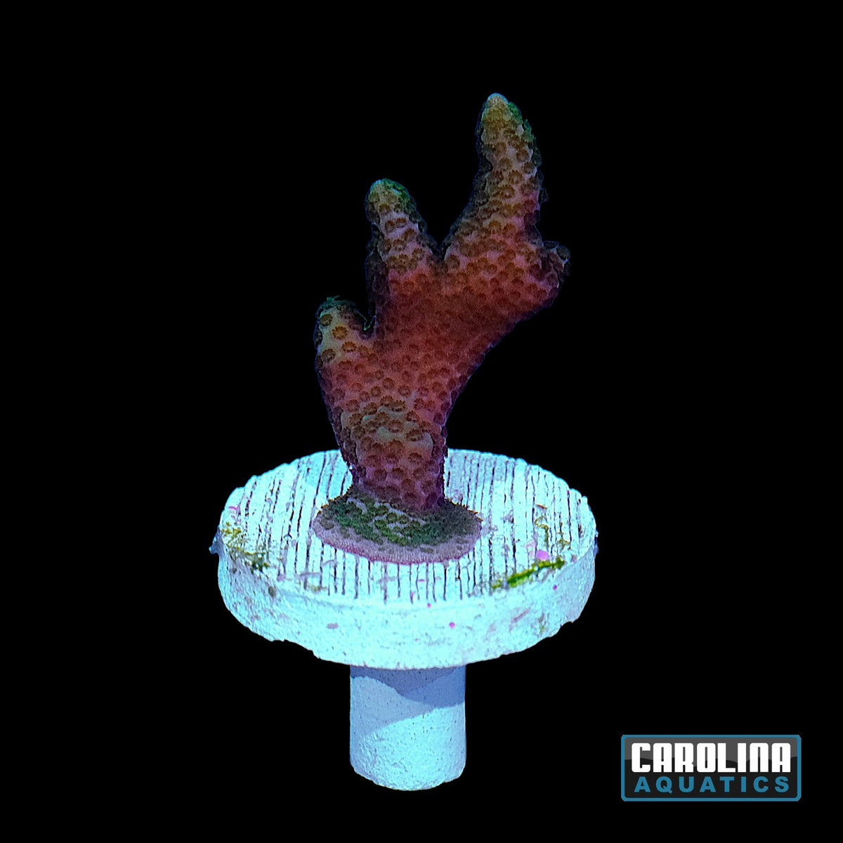 Frag - Digitata Forest Fire