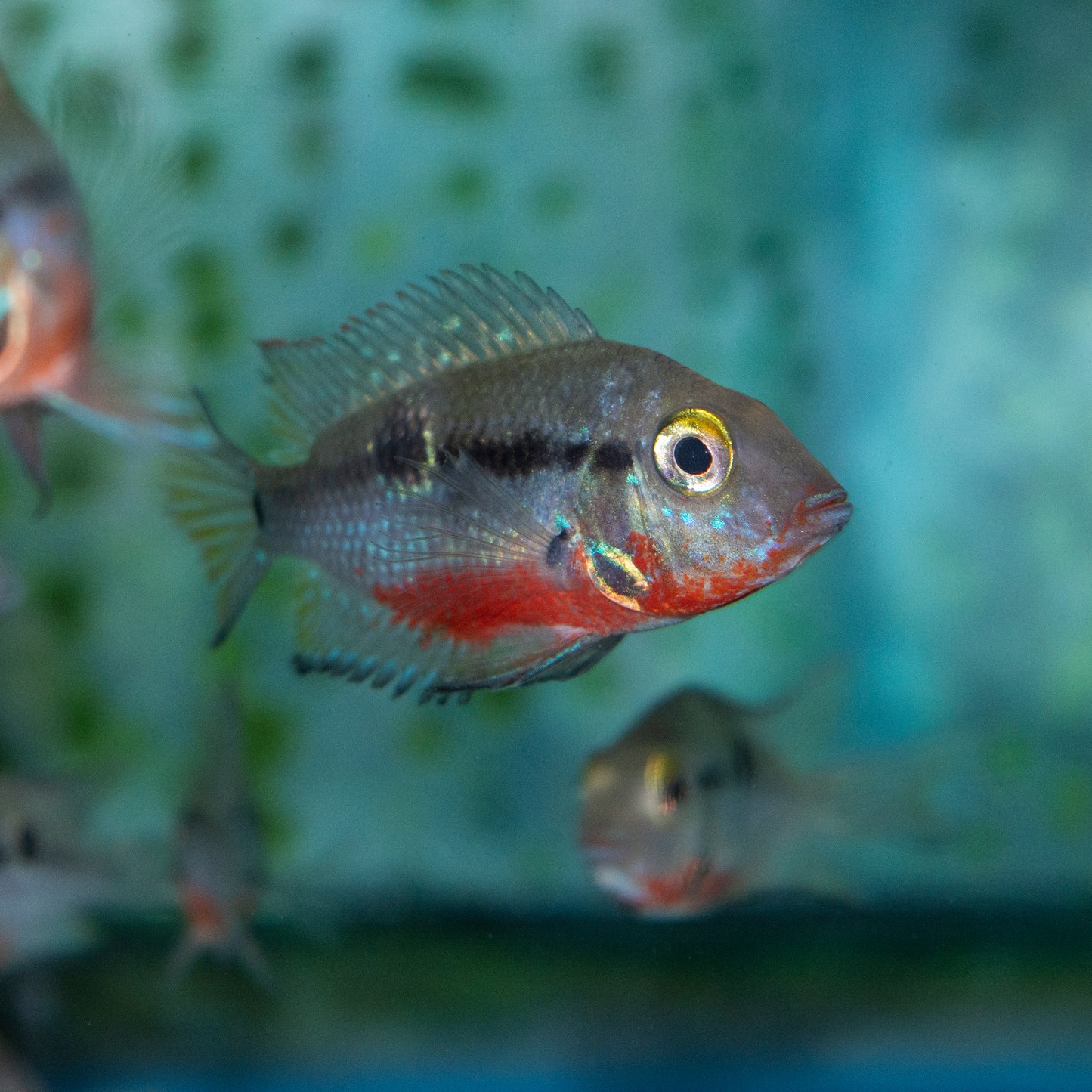 Cichlid - Firemouth