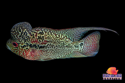 Cichlid - Flowerhorn Humphead 3.5-4in.