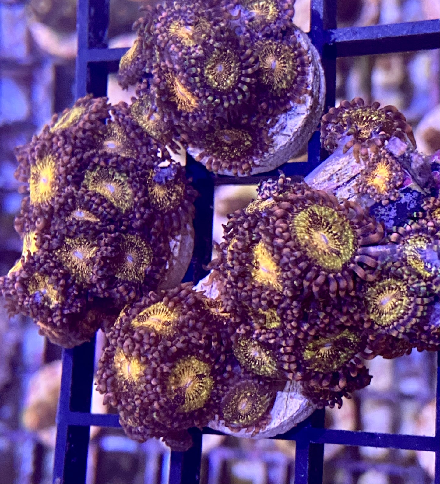 Frag -  Pandora Zoanthid