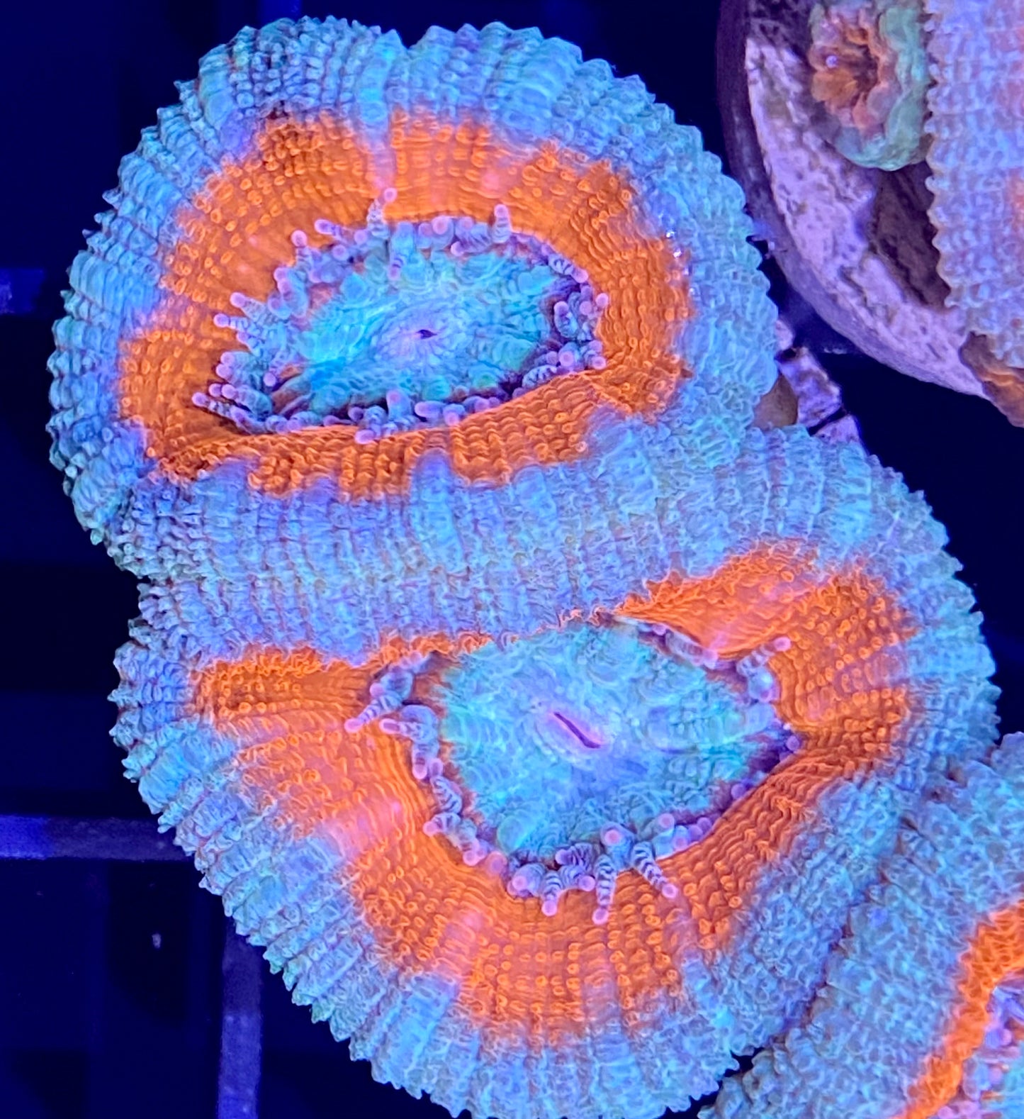 Frag - Acan Lord Ultra - “Frozen Pumpkin”