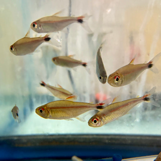 Tetra - Red Eye Goethei