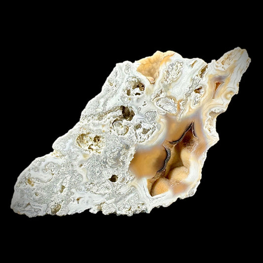 Petrified Coral