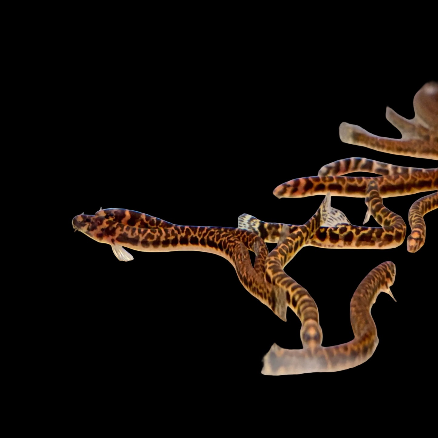 Loach - Kuhli Leopard