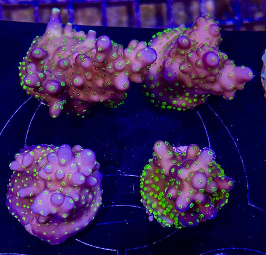 Frag - Neon Polyp Acro