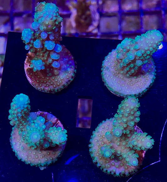 Frag - Blue Bulb Acro