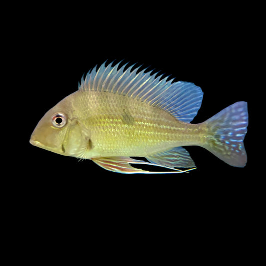Cichlid - Eartheater Dicrozoster XL
