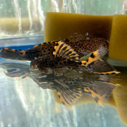 Pleco - Three Beacon L-091 Dragon Fin M/L