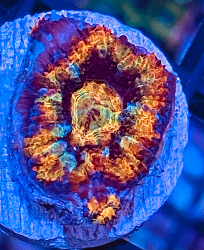 Frag - Acan Lord Rainbow “Treasure Seeker”