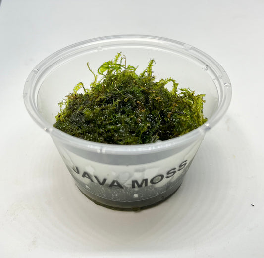 Java Moss Portion
