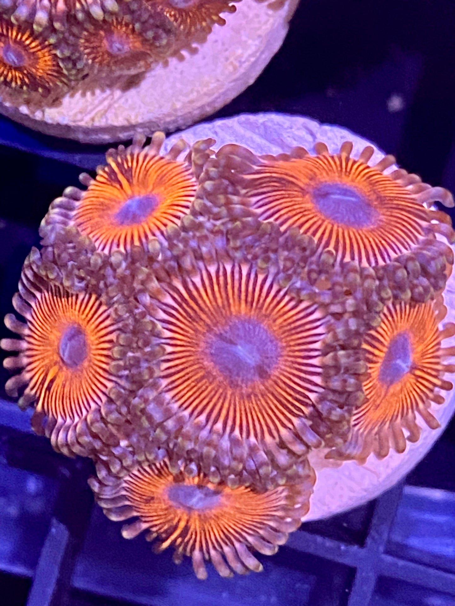 Frag - Peppermint Zoanthid