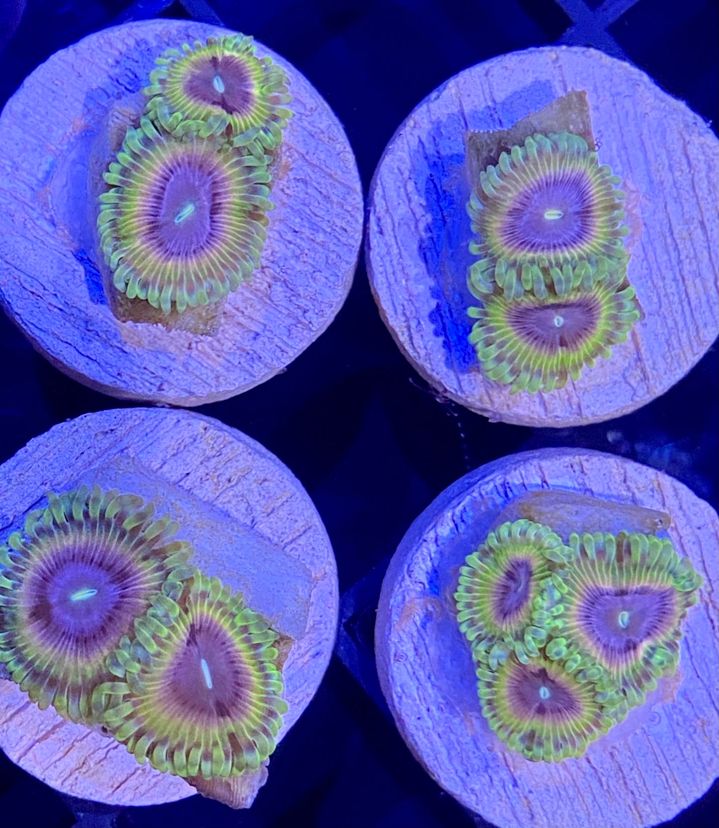 Frag - Voyager Zoanthid