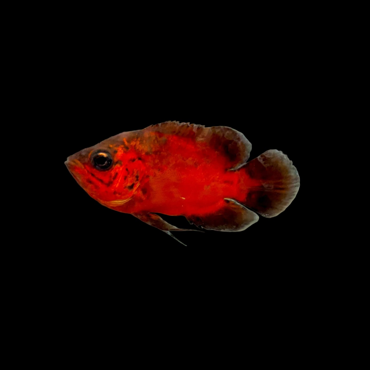 Oscar - Black/Red Chili 3-3.5in