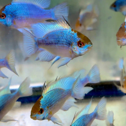 Cichlid - Ram Electric Blue JBO