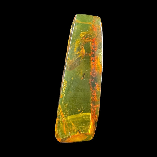 Amber w/ Insect Inclusions
